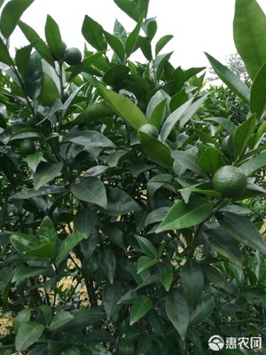 微量元素肥料 作物健康的隱形守護(hù)者